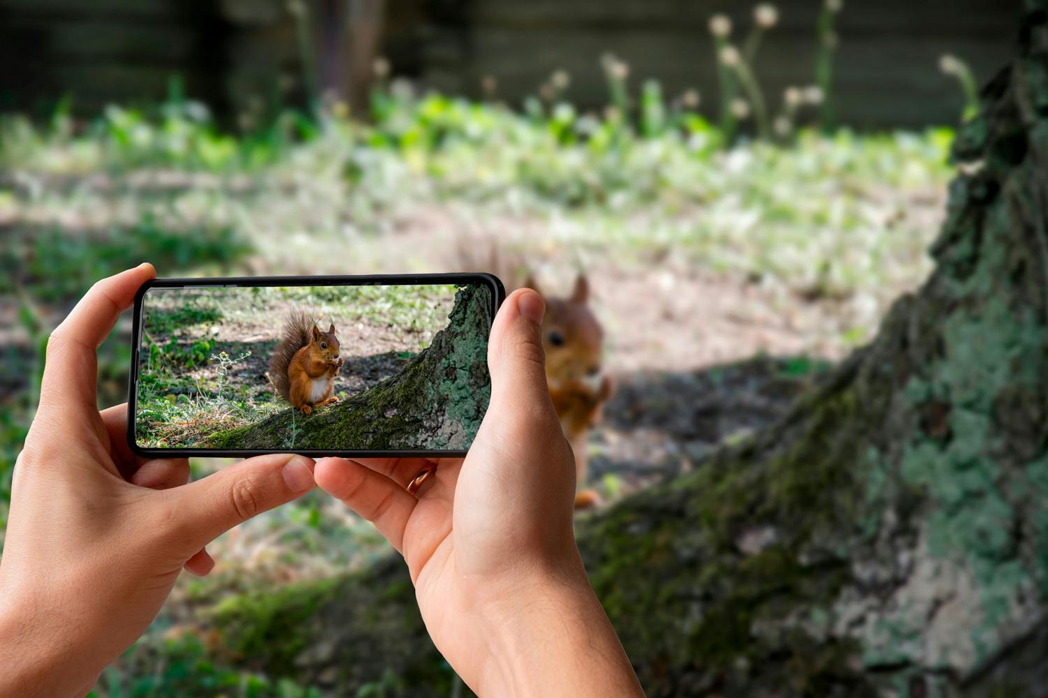 Seek. Ved hjælp af brugernes observationer, kan du finde frem til vilde dyr i sit nærområde.